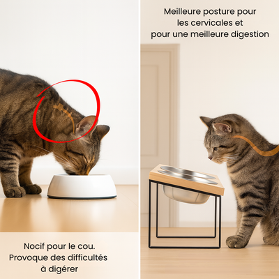 Gamelle Inclinée & Surélevée pour Chat et Chiens – Anti-Vomissements & Digestion Saine