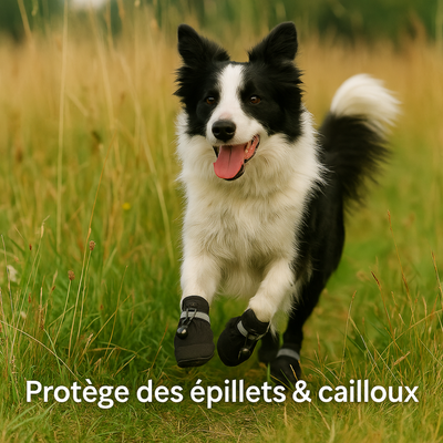 ❄️ Pack Protection 4 Saisons™ – Pattes + Oreilles protégées toute l’année